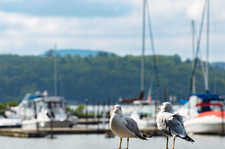 gulls and boats in cold spring