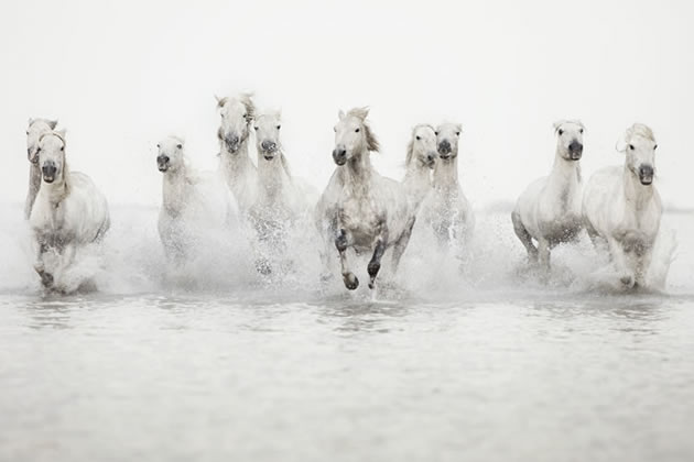herd of white horses