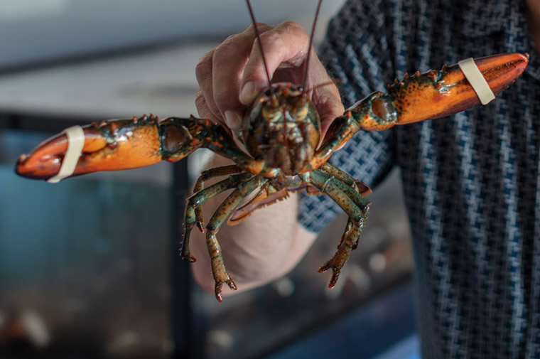 live lobster at restaurant