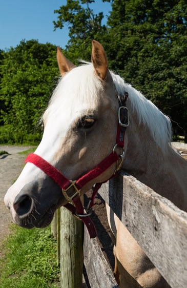 pony at pelham bay park