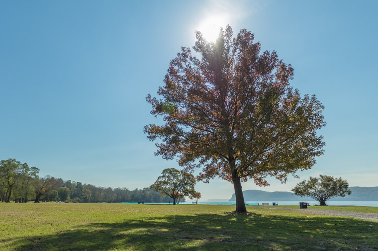 tree by riverfront