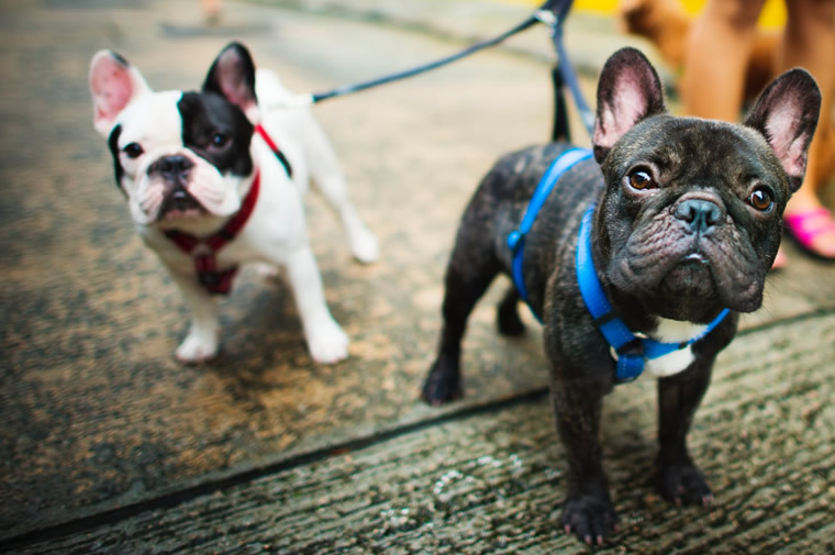 small dogs close-up